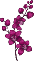 branch with purple orchid flowers png