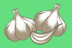 Garlic Vector Illustration