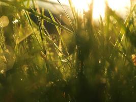 grass with dew drops photo