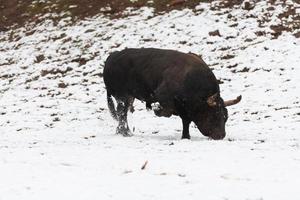 A big black bull in the snow training to fight in the arena. Bullfighting concept. Selective focus photo