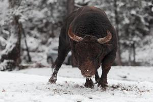 un gran toro negro en el entrenamiento de nieve para luchar en la arena. concepto de corridas de toros. enfoque selectivo foto