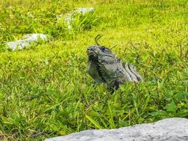 Iguana on grass Tulum ruins Mayan site temple pyramids Mexico. photo