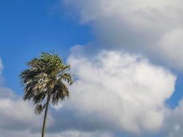 Tropical palm tree coconuts blue sky in Tulum Mexico. photo