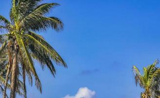 Tropical palm tree coconuts blue sky in Tulum Mexico. photo