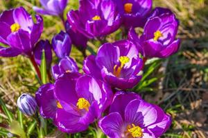 Crocus on the forest floor with foliage and grass Germany. photo