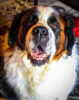 Saint Bernard Dog photo