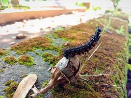 Caterpillars walk on tree branches. photo