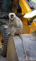 baboon image sitting on a vehicle. photo