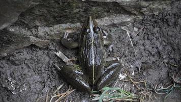 image of wet frog hd. photo