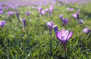 Spring is coming - Crocus in full bloom photo