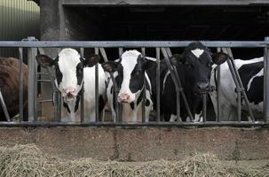 un grupo de vacas mirando la cámara durante la hora de comer foto