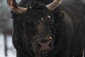 imagen de primer plano del gran toro negro en el entrenamiento de nieve para luchar en la arena. el concepto de la tauromaquia. enfoque selectivo foto