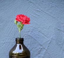 Red flower in a bottle in front of a blue wall photo