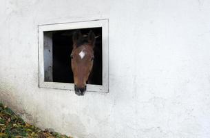 caballo mirando por la ventana de un establo foto