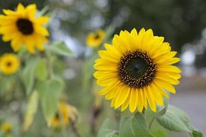 Close-up of a sunflower with many more in the background on a field photo