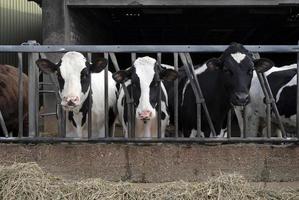 A group of cows looking at the camera during feeding time photo