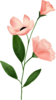 roze bloem bladeren bloemen waterverf voor decoratie png