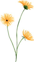 acuarela floral flor amarilla para la decoración
