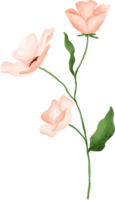 fleur rose feuilles aquarelle florale pour la décoration