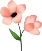 flor rosa deja acuarela floral para decoración png