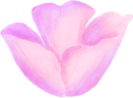 Blumenaquarell der lila und rosa Blume für Dekoration png