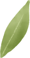 Green leaf watercolor for decoration png