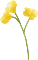 Yellow flower floral watercolor for decoration png