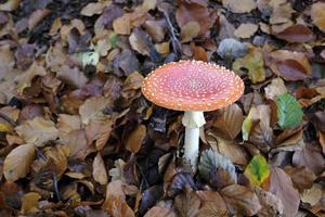 agárico de mosca que crece del suelo del bosque en otoño foto