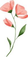 rosa fiore le foglie floreale acquerello per decorazione png