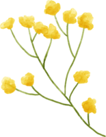 Yellow flower floral watercolor for decoration png