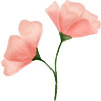 aquarela floral de flor rosa para decoração png