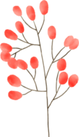 rood bloem bloemen waterverf voor decoratie png