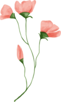 roze bloem bladeren bloemen waterverf voor decoratie png