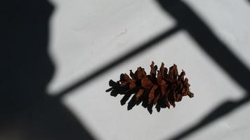 Dried pine flowers can make photo accessories