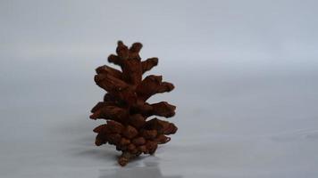 Dried pine flowers can make photo accessories