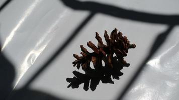 Dried pine flowers can make photo accessories