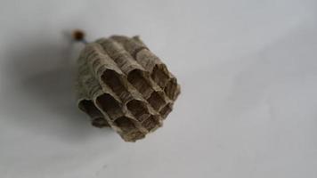 A wasp house that has been abandoned by its occupants photo