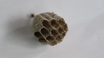 A wasp house that has been abandoned by its occupants photo