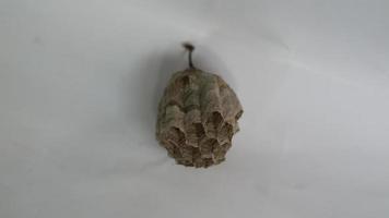 A wasp house that has been abandoned by its occupants photo