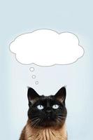 gato siamés pensando o soñando con algo en la burbuja del pensamiento foto