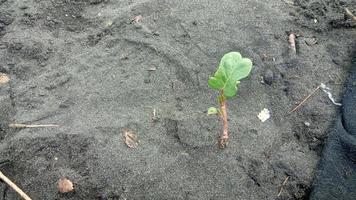 semillas de hojas verdes en la arena de la playa foto