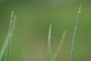 dew drop on grass photo