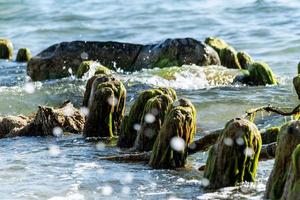 Old wooden posts overgrown seaweed. Broken wooden pier remains in sea. Beautiful water color under sunlight. Tide and sea spray. photo