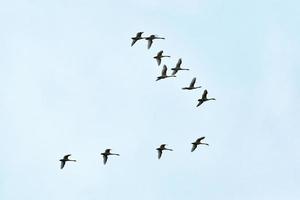 Flock of birds, swans flying in blue sky in V-formation photo