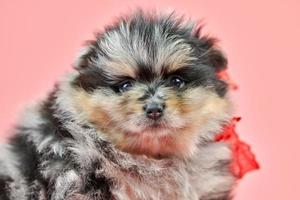 Pomeranian Spitz puppy on pink background photo