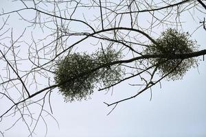 Viscum shrubs on tree branches photo