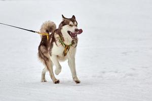 Running Husky dog on sled dog racing photo