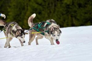 corriendo perro husky en carreras de perros de trineo foto