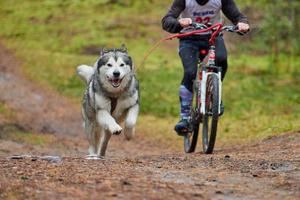 Bikejoring dog mushing race photo