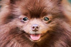 perro pomeranian spitz en el jardín, retrato de cara de cerca foto